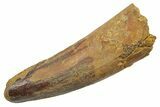 Fossil Spinosaurus Tooth - Feeding Worn Tip #349771-1